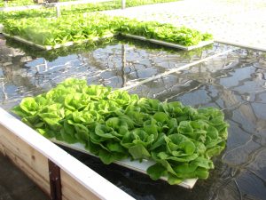 Allyn Brown is growing hydroponic lettuce at Maple Lane Farm in Preston, CT.